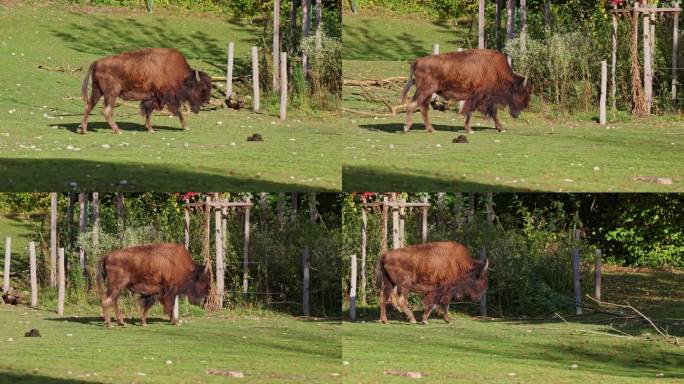 美洲水牛又名野牛，在公园里叫博斯野牛