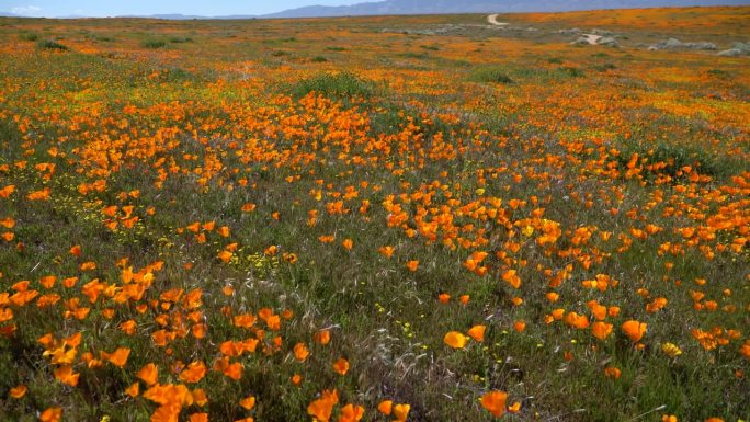 羚羊谷罂粟花超级盛开加利福尼亚美国