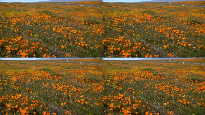羚羊谷罂粟花超级盛开加利福尼亚美国