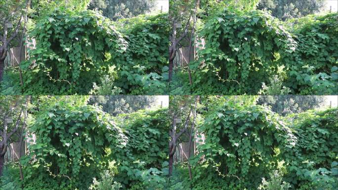 自然背景-猕猴桃灌木在花园里摇摆