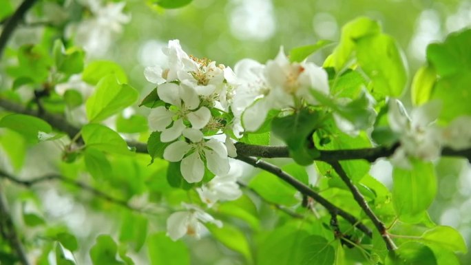 春暖花开，枝头挂满花旗。开花的果树白色的花。花园里有苹果、梨。高品质的视频壁纸，旅游博客，杂志，数字