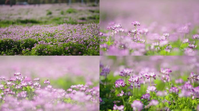 紫云英蜜蜂
