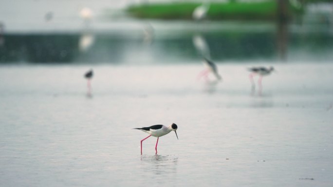 湿地水鸟-高速摄影