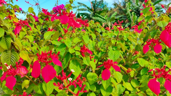 马来西亚国花扶桑花 朱瑾花