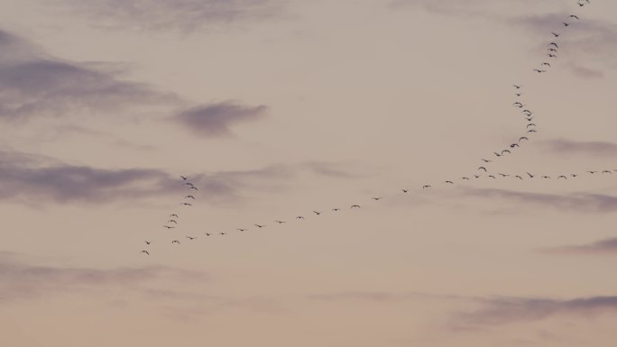 清晨大雁排队飞过一组