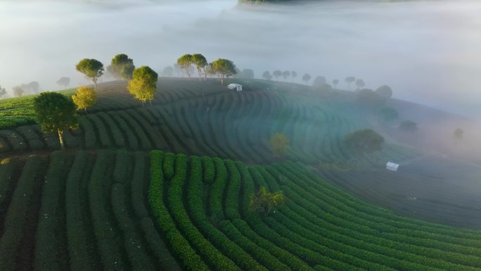 航拍唯美茶山云海