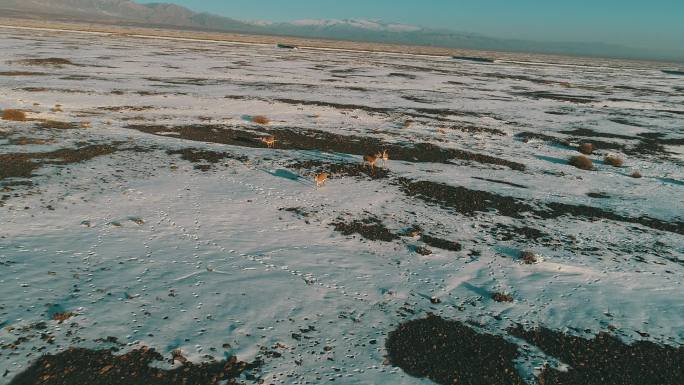 鹅喉羚成群下天山，戈壁荒漠悠然觅草食