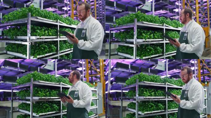 男性生物学家在现代垂直农场设施中分析新鲜罗勒产品。农业工程师在平板电脑上工作，改进和优化科学系统和技