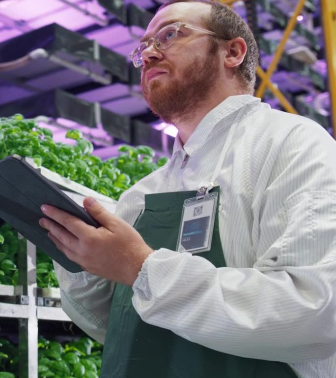 垂直屏幕:生物学家在现代垂直农场设施中分析罗勒产品。农业工程师在平板电脑上工作，改进和优化科学系统和