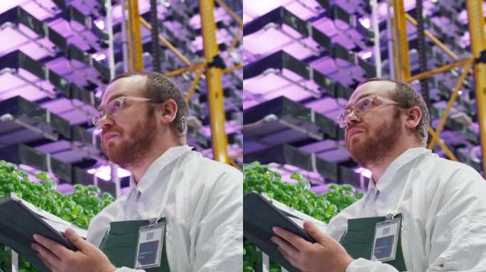 垂直屏幕:生物学家在现代垂直农场设施中分析罗勒产品。农业工程师在平板电脑上工作，改进和优化科学系统和