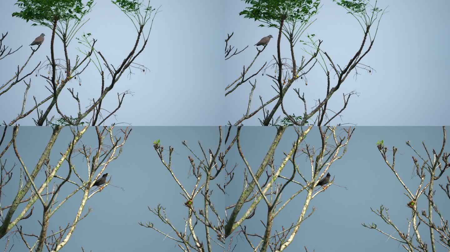 树上鸟飞-高速摄影