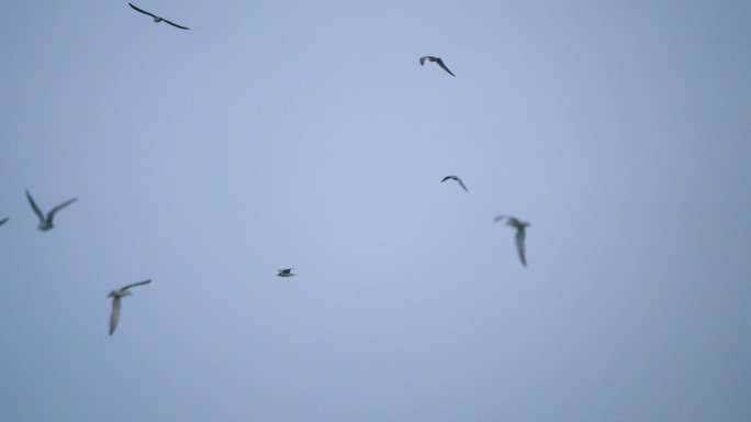 海鸥飞翔-高速摄影