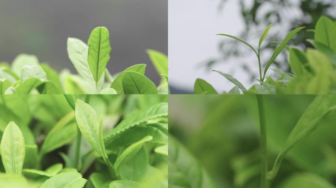 武夷山岩茶茶叶特写