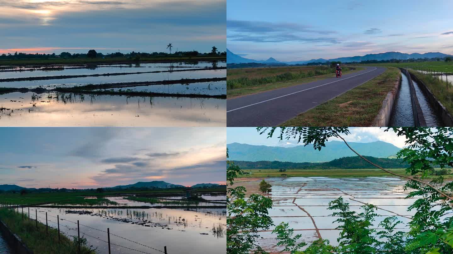 水稻田的早晨水塘反光天光公路