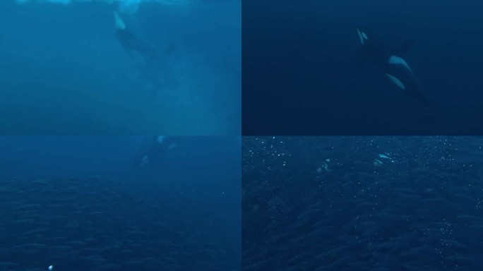 虎鲸，逆戟鲸，在挪威峡湾的鲱鱼群中追逐