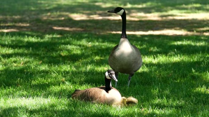 美丽的大雁在夏日的鹅场绿色的草坪上漫步。灰鹅，美味的法国鹅肉，乡村农场的家禽。水禽狩猎