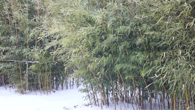 雪慢慢地飘落