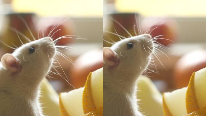 小白鼠吃新鲜水果