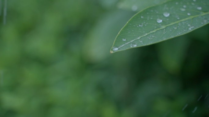 树叶 水珠 滴落 空镜