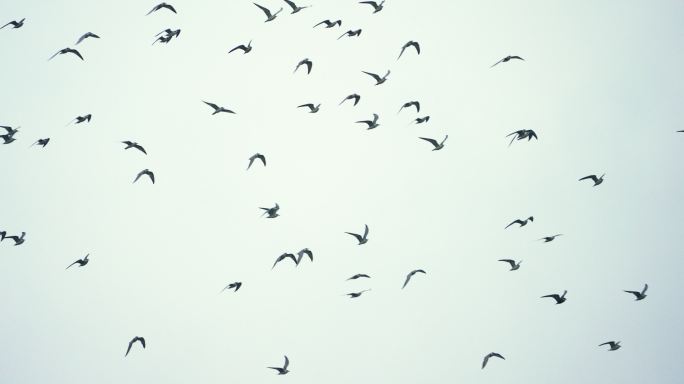 海鸥群飞-高速摄影