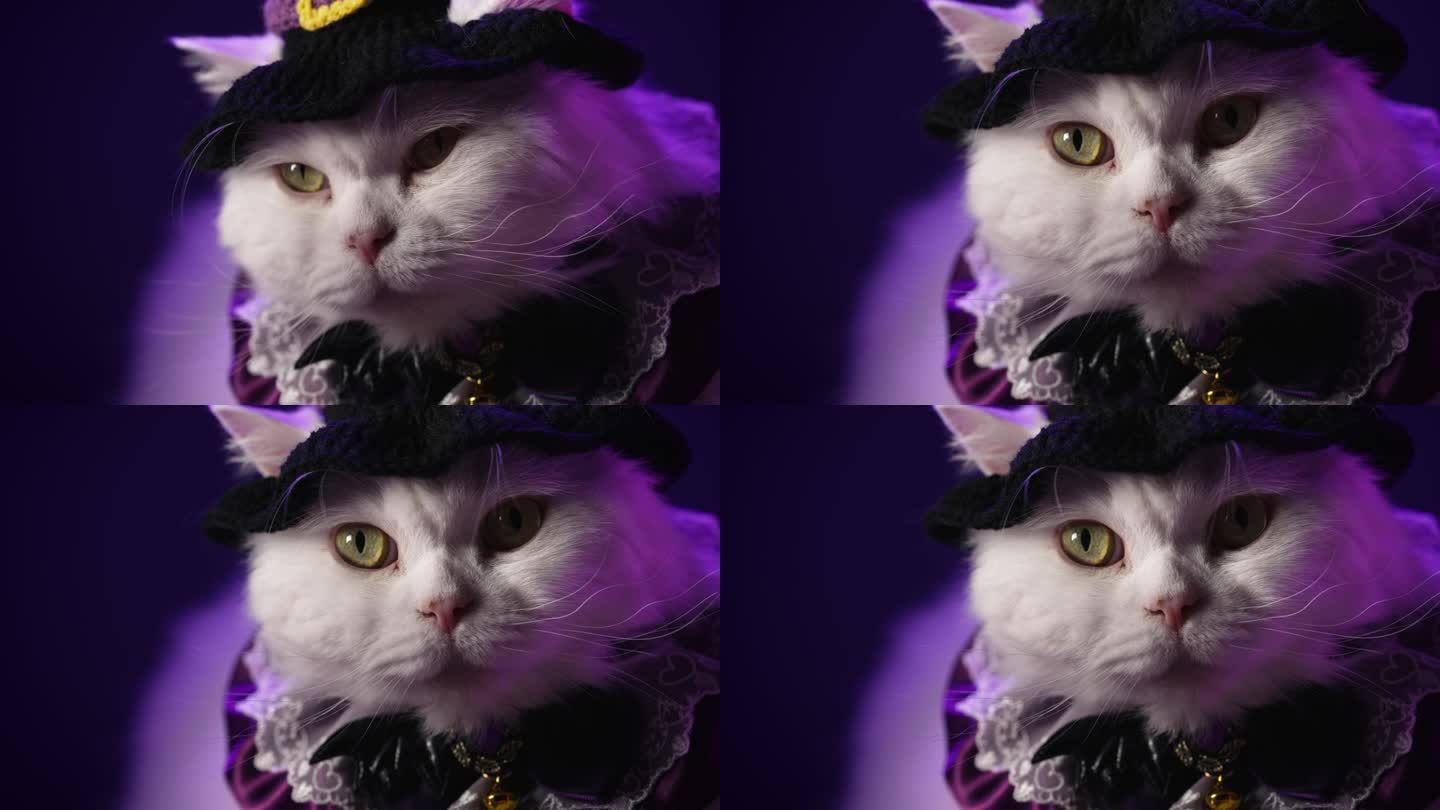 戴着魔法帽的白毛猫坐在紫色的房间里。万圣节的概念