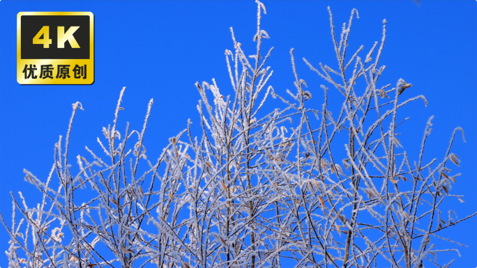 北方冬天唯美冬季自然景色雾凇冰花树挂