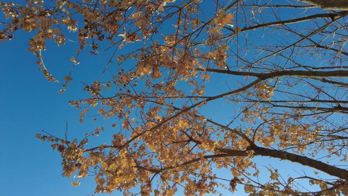 冬天黄色树叶冬季枯黄色暖阳树林树枝霜降