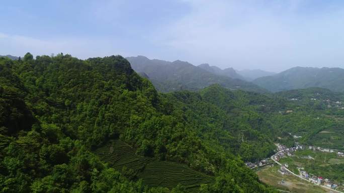 茶园 高山茶园 深山茶园 茶 整齐