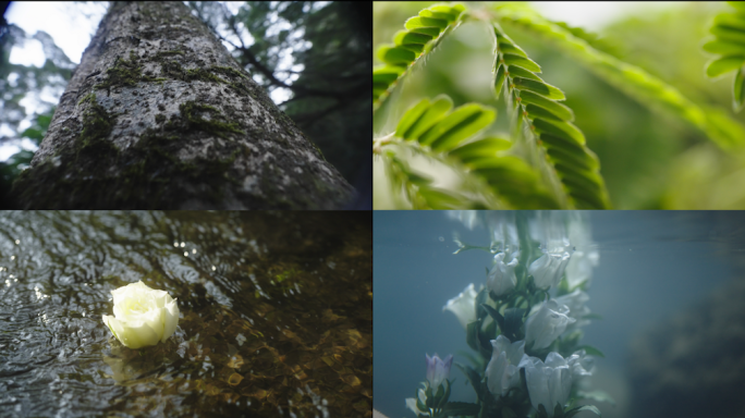 含羞草，水流，植物，大树