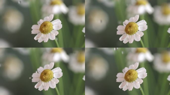 雨中的洋甘菊雨中的花高速慢镜头雨滴落下