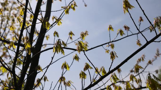 一个有枫树和鲜花的春天公园