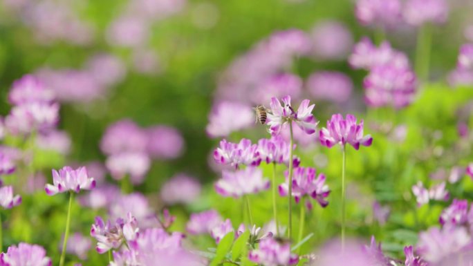春天的紫云英 花朵 蜜蜂采蜜