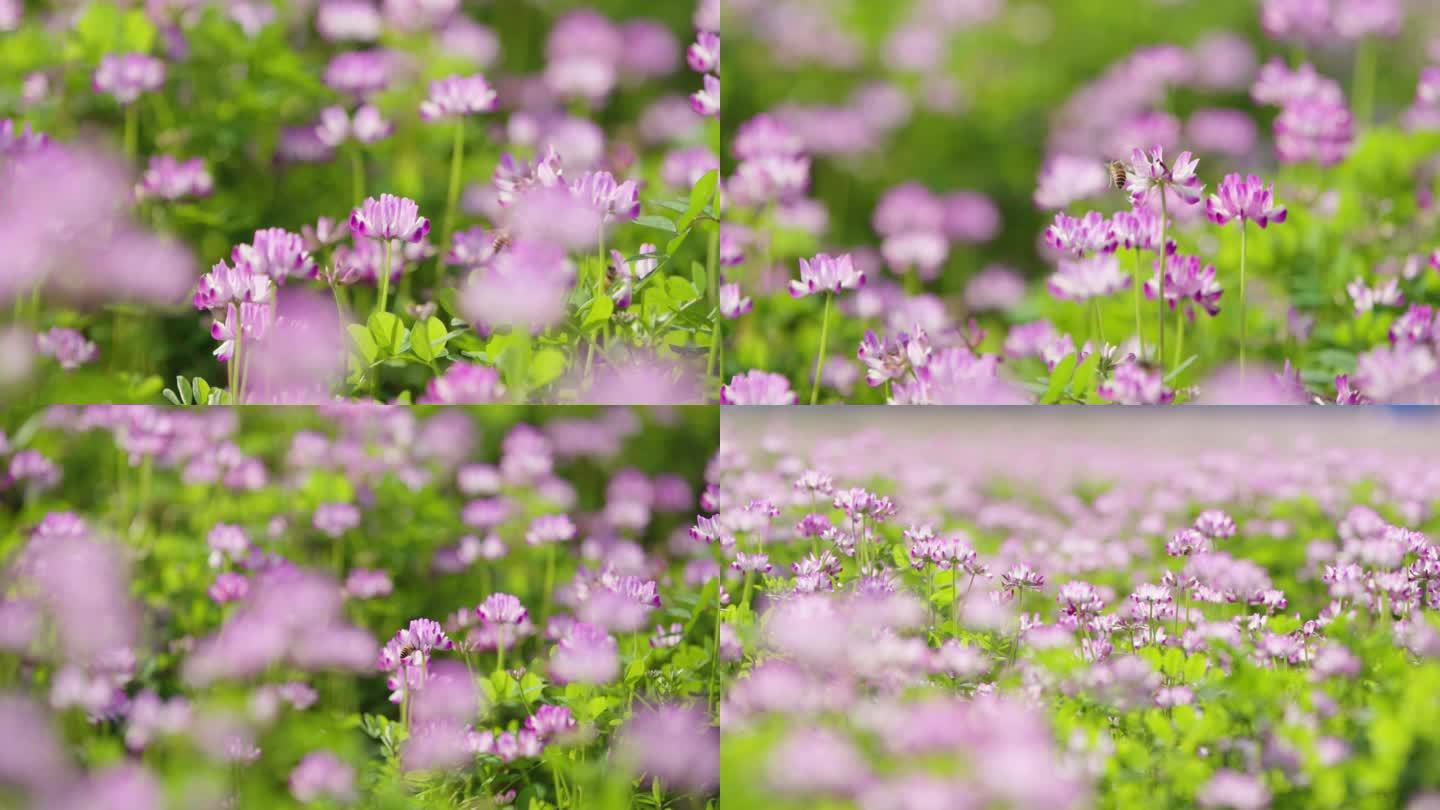 春天的紫云英 花朵 蜜蜂采蜜