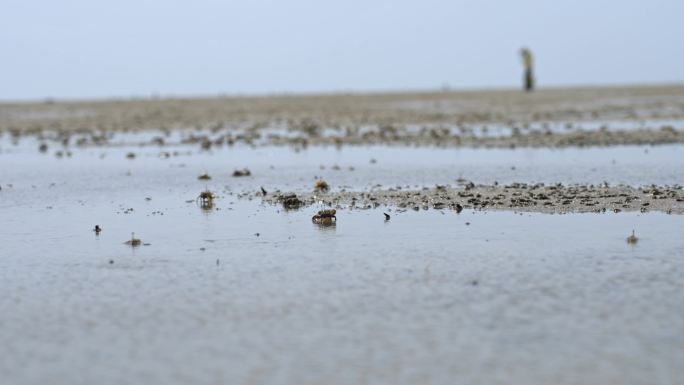 沙滩上的海蟹 沙蟹