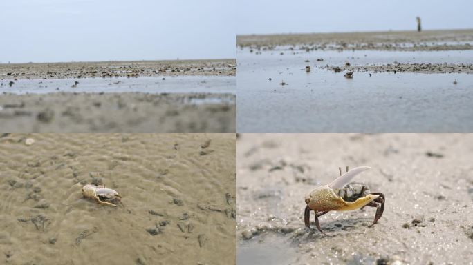 沙滩上的海蟹 沙蟹