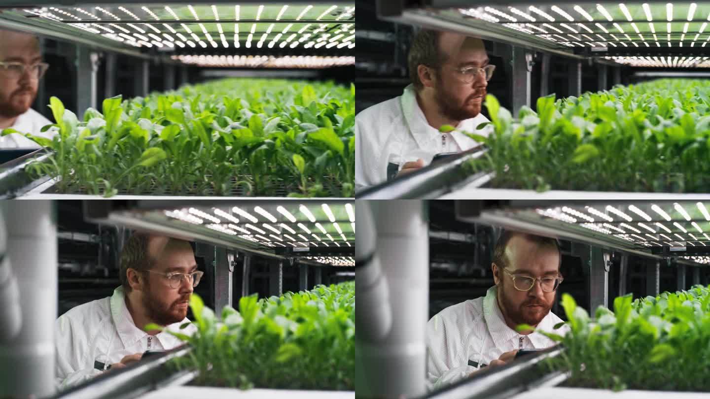 大胡子生物学家仔细检查和分析年轻作物的肖像。农业工程师使用平板电脑并在垂直农场工作下一个天然素食植物