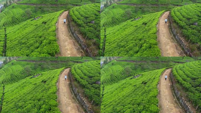 一名女子在茶园一排排的茶树丛中漫步的4K无人机镜头。农业、茶叶制造、健康生活方式、草药、东南亚、中国