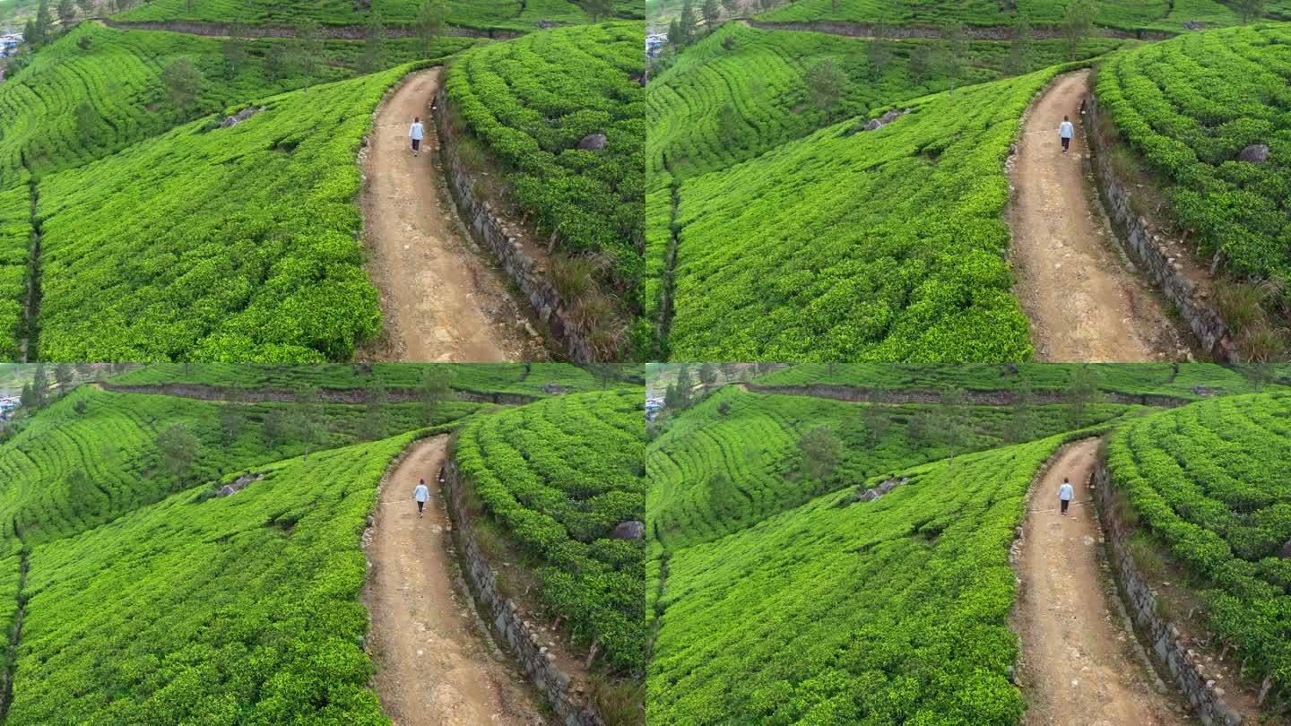 一名女子在茶园一排排的茶树丛中漫步的4K无人机镜头。农业、茶叶制造、健康生活方式、草药、东南亚、中国
