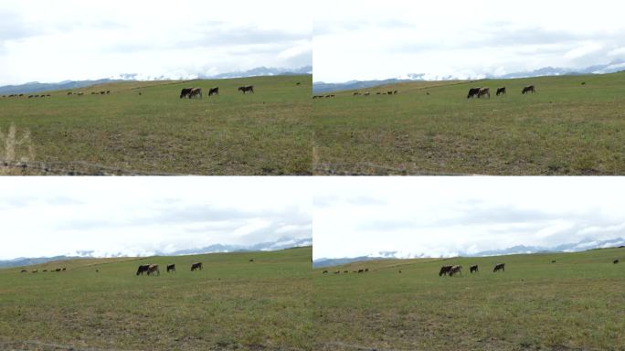 新疆牛吃草4