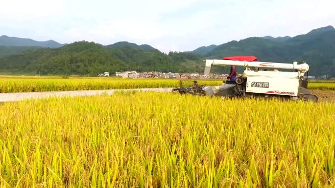 农民丰收收谷子水稻