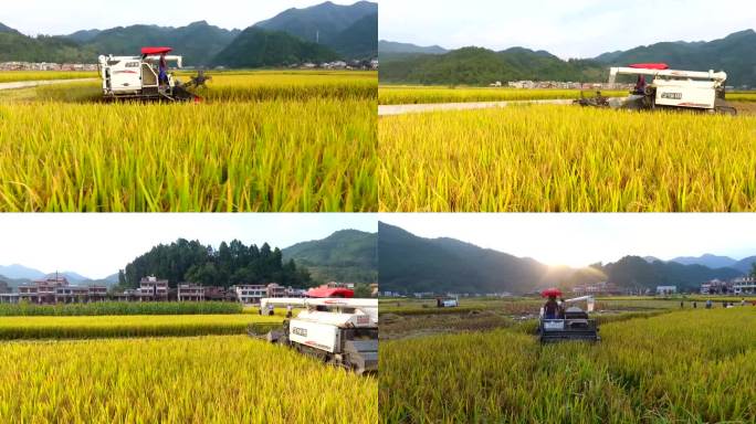 农民丰收收谷子水稻