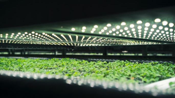 垂直农业概念。在水培系统中种植绿色作物的垂直堆叠层架。可持续高效利用绿色能源的现代农业技术