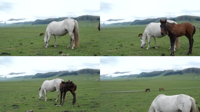 那拉提草原上的马吃草