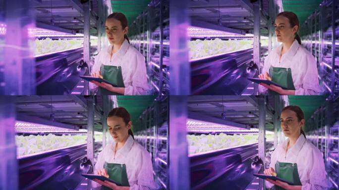 垂直农场技术专家在紫外线LED灯设施中工作的肖像。女水培工程师用平板电脑优化作物生长潜力