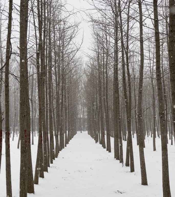 冬日雪景