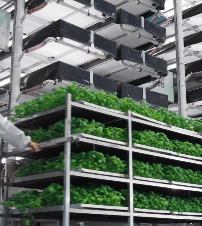 垂直屏幕:在一个先进的垂直农场工作。设施工人拖着一个架子，上面放着新鲜的绿色蔬菜叶子。农业技术人员使