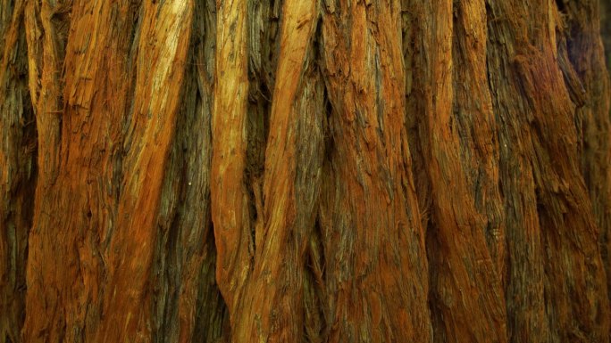 红木国家公园红木树皮特写美国加州世界遗产