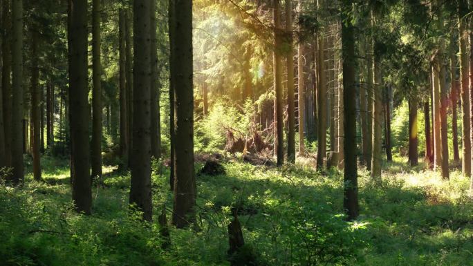 在德国的布里隆，阳光在茂密的森林中蜿蜒而过