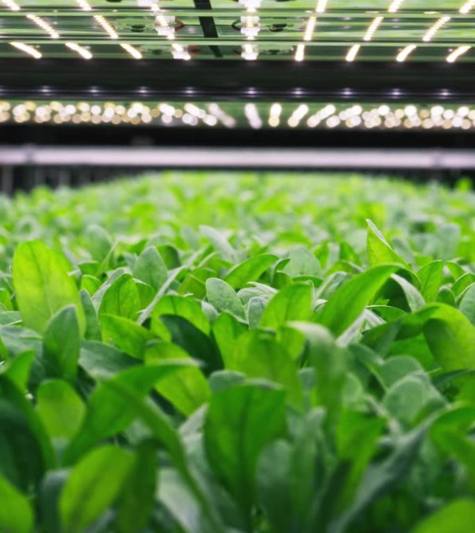 垂直屏:现代垂直农场受控环境下的绿色植物生产。设施与空气温度，光，水，湿度水平调节，以满足重要的营养