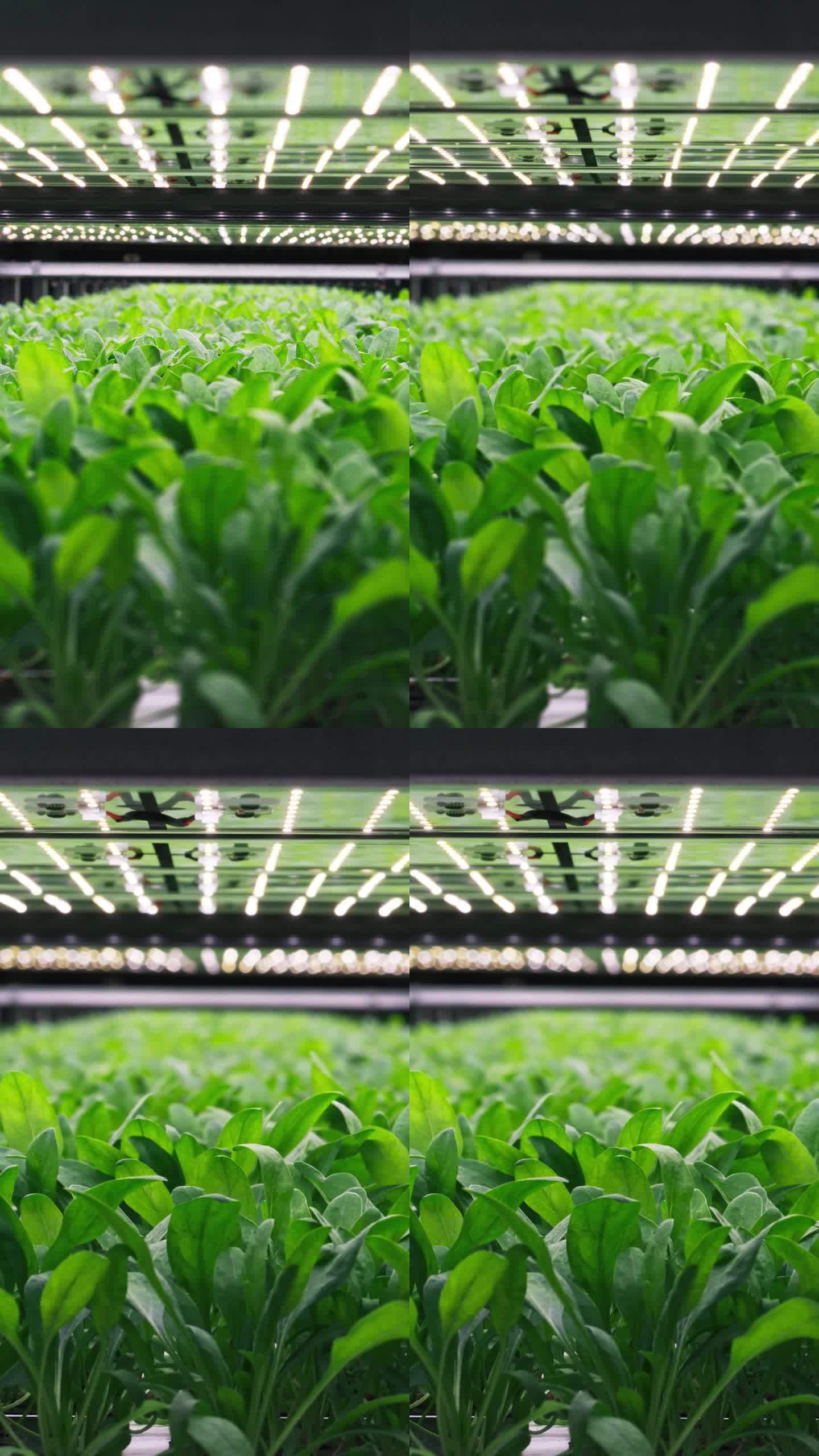 垂直屏:现代垂直农场受控环境下的绿色植物生产。设施与空气温度，光，水，湿度水平调节，以满足重要的营养